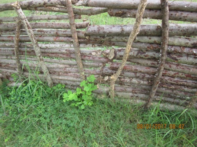 Rebrote de material vegetal horizontal en presas de varas construidas.