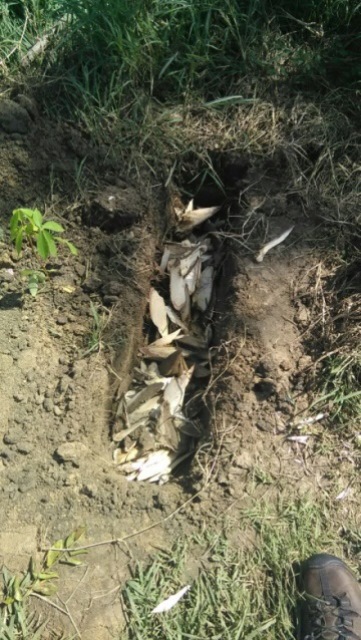 Cajuelas de
humificación con los residuos del material vegetal de la construcción de obras
de bioingeniería.