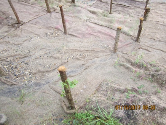 Rebrote de
material vegetal en biomantos artesanales.