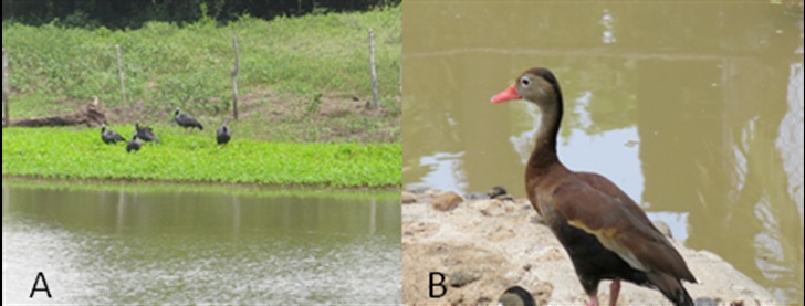 Jagüeyes regionales con presencia de Chauna chavaria (chavarrí) (A)
y Dendrocygna autumnalis
(pisingo) (B)