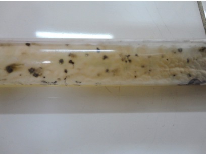 Colonias de Sporothrix schenckii en agar de glucosa (SDA) de Sabouraud a
25 ° C. El color beige inicial se vuelve marrón oscuro a medida que maduran las
colonias 