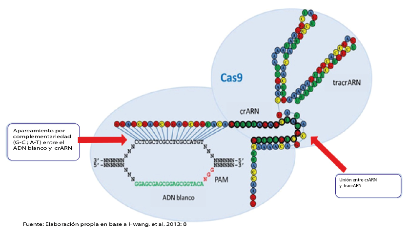 Representación esquemática de un
complejo natural del sistema crispr/cas9 
sobre un blanco de ADN
