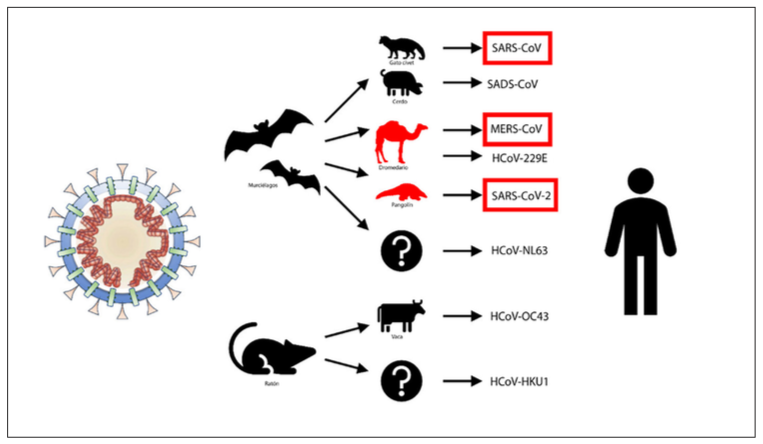 Orígenes animales de los coronavirus humanos.