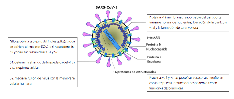 Estructura del SARS-CoV-2.