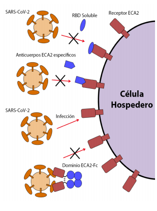 Agentes que bloquean al receptor
			ECA2