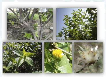 Arbusto de Calea urticifolia y detalles de sus hojas, tallo, flores y fruto