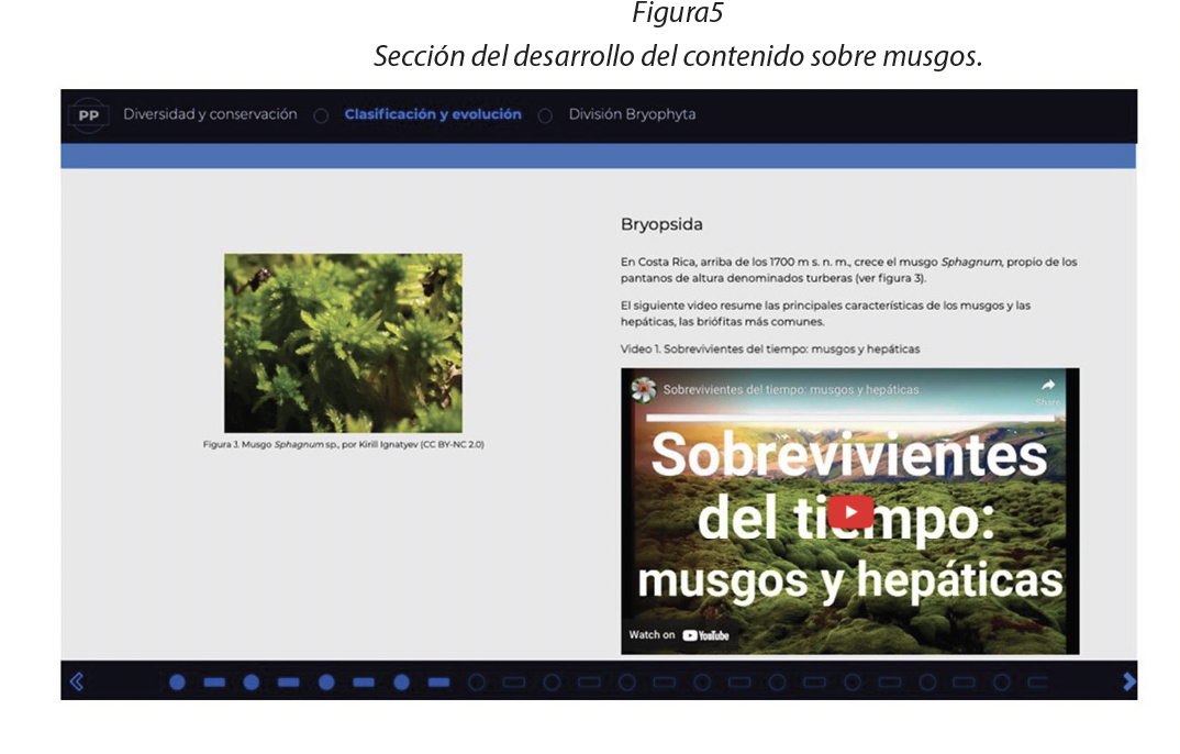 Sección del desarrollo del contenido sobre musgos