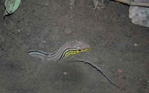 Figura 5.