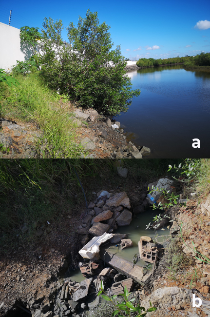 Impactos da urbaniza&ccedil;&atilde;o sobre as &aacute;reas de manguezal (a) muro de veda&ccedil;&atilde;o de um cond&ocirc;mino de luxo, constru&iacute;do sobre a &aacute;rea de manguezal, obstruindo o fluxo normal do aporte de sedimentos (b) Esgoto a c&eacute;u aberto sem o devido tratamento. 