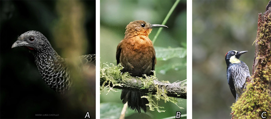 Figura 8. Tres especies que fueron extirpadas a nivel local hasta 1959, presentes en finca La Florida. 