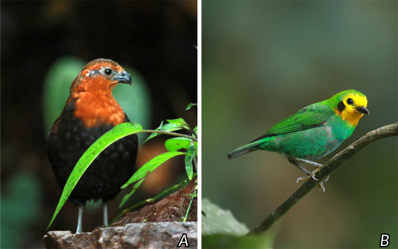 Figura 10. Dos especies end&eacute;micas, presentes en finca La Florida. 