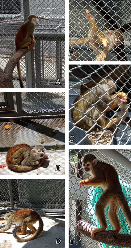 Comportamientos exhibidos. A. Descanso sentado. B. Descanso echado. C. Descanso recostado. D. Locomoción cuadrúpeda. E. Locomoción bípeda. F. Trepar.