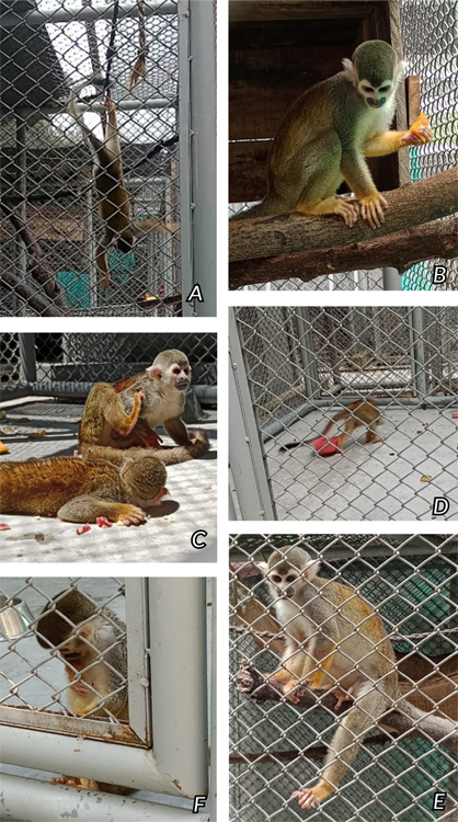 Comportamientos exhibidos. A. Colgar. B. Alimentación sentado. C. Acicalamiento. D. Juego. E. Excreción. F. Inspección de genitales.