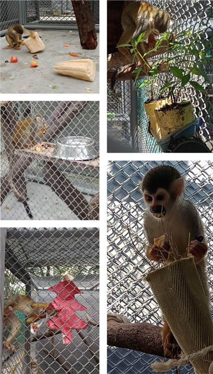 Plan de enriquecimiento. A. Búsqueda de artrópodos. B. Macetas. C. En-perchado. D. Regalo de navidad. E. Bolsillos de forrajeo.