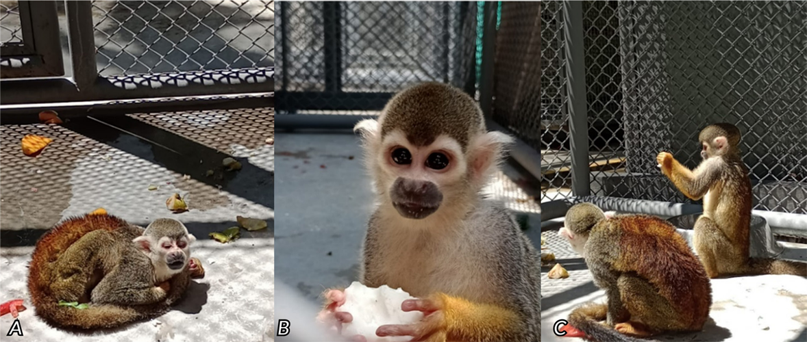 Registro fotográfico para identificación de individuos (Saimiri sp.) en el HPFS del DAGMA, Cali, Colombia. A. Individuo adulto. B. Individuo juvenil. C. Ambos individuos comparten el recinto. Fuente: autores.