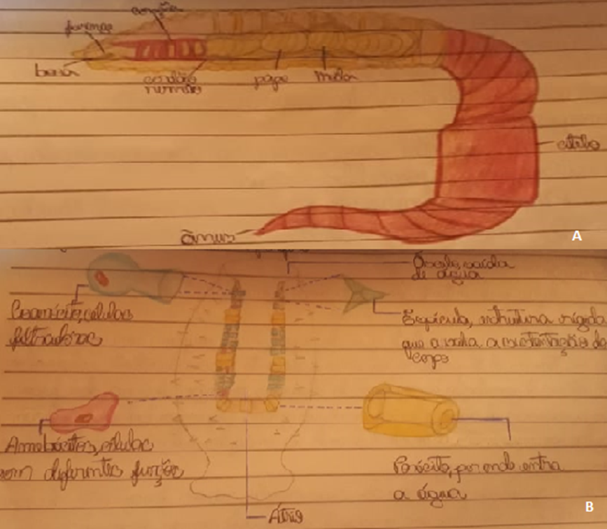 Esquemas utilizados para representar a anatomia dos
invertebrados.