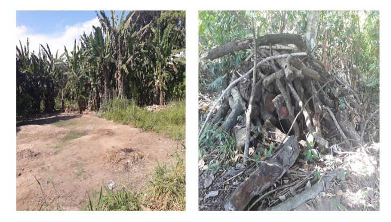  Desmatamento de vegetação nativa
e árvores ribeirinhas