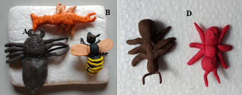 Modelos didáticos construídos pelos
estudantes. Representantes: Aranha,
(A) Lagosta (B), Abelha (C) e Formigas (D).