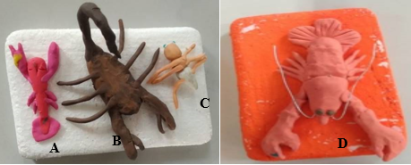 
Modelos didáticos construídos pelos estudantes. (A) represente lagosta com 4
pares patas; (B) Escorpião com 6 pares de patas; (C) Formiga 6 pares de patas e
(D) Lagosta com 8 pares de patas.