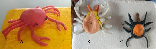 Modelos
didáticos construídos pelos estudantes.  Representantes: Caranguejo fêmea, vista dorsal
(A) e ventral (B) e carrapato. (C)