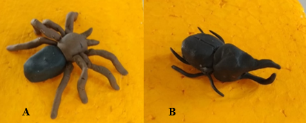  Modelos didáticos construídos pelos
estudantes. Representantes: (A) Aranha e (B)
Besouro.