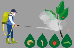 Agrotóxicos combatem pragas e
  doenças nas lavouras