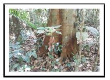 Área da reserva
biológica de Campinarana.