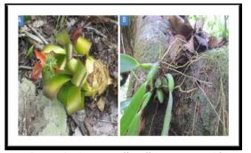 A. Bromélias
dispostas nos solos. B. Orquídea nos troncos de árvores.