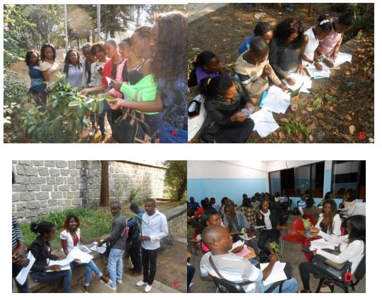 A, B, C. Aulas práticas na estufa fria de Huambo. D. Trabalho
em equipes na sala de aulas
