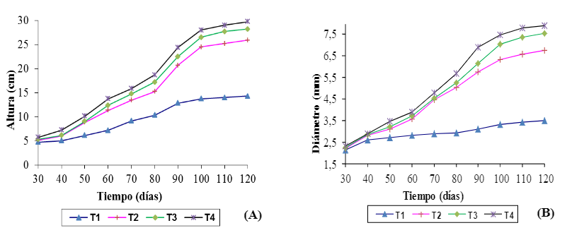 Din&aacute;mica de crecimiento de S. mahagoni en diferentes tratamientos. (A) Altura, (B) Di&aacute;metro. T1 [Testigo]; T2 [Sustrato + F. mosseae]; T3 [Sustrato + R. intraradices] y T4 [Sustrato + G. cubense]