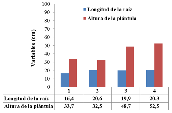 Altura final y longitud de la raíz en el momento del trasplante en plántulas de

Anacardium occidentale en fase de vivero