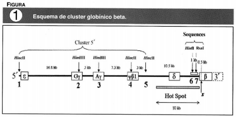 Esquema de cluster globinico beta