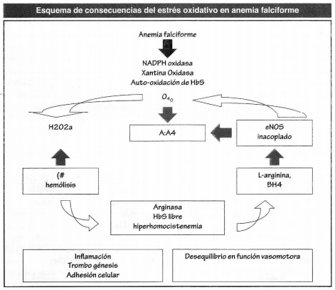 Esquema de consecuencias del estrés oxidativo en anemia falciforme