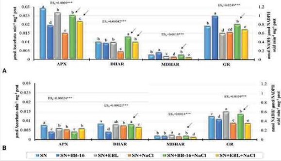 Efecto de la aspersión foliar con BB-16 (0,1
µmol L-1) o EBL (2 µmol L-1)
en la actividad específica de las enzimas del Ciclo del Ascorbato-Glutatión de plantas de arroz del
cultivar J-104 sometidas a NaCl 100 mmol L-1 por 7 d.