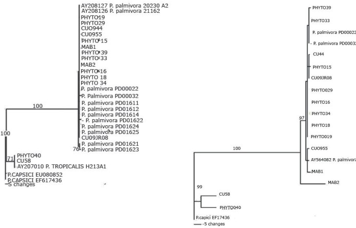Árbol filogenético de las cepas cubanas de Phytophthora inferido por análisis de máxima parsimonia. a. basado en las secuencias de la 

región ITS, b. basado en las secuencias del factor de elongación 1-α.