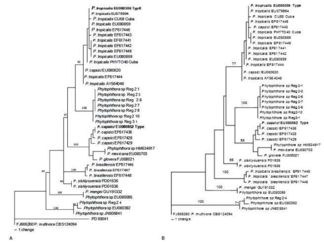 Árbol
filogenético que muestra las cepas cubanas de Phytophthora
basado en las secuencias del gen β-tubulina,
inferido por análisis de máxima parsimonia. A) Topología más frecuente. B) Topología menos frecuente