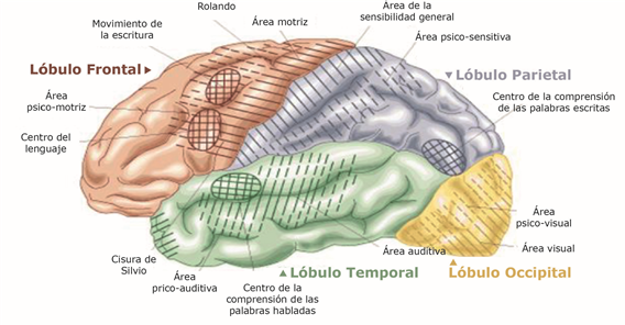 Redes corticales que intervienen en el proceso de la escritura
