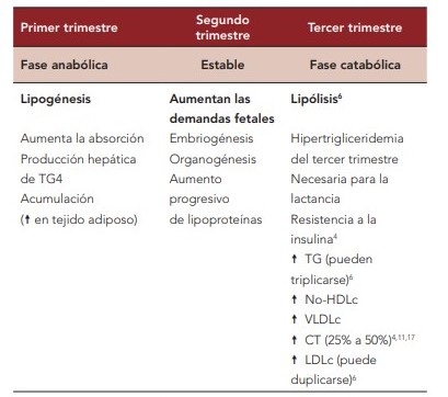 Resumen del metabolismo lip&iacute;dico en cada trimestre.