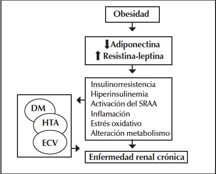 Mecanismos mediante los cuales la obesidad causa el daño renal.