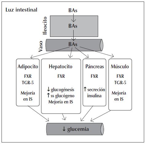 Figura 3: Los ácidos biliares circulantes activan a los receptores FXR yTGR-5, y esto regula la expresión de genes involucrados en mejoría de la glucemia.