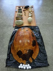 Apresentação das características da Tartaruga-da-Amazônia