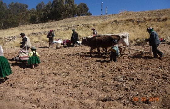 Figura 1. Autoridades, sabios/as enseñando a sembrar papa a niñas/os de Micaya, municipio de Colquencha (FVM, 9 de octubre de 2019).
