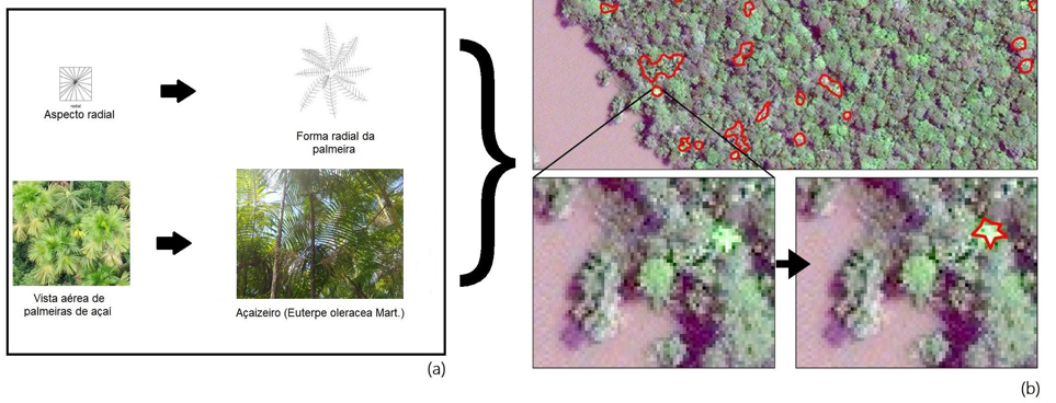 Figura 2. Identificação dos açaizeiros na imagem de
satélite: (a) Elementos de interpretação, apresentando a forma radial e como a
palmeira de açaí se apresenta em campo; (b) Procedimento de interpretação
visual.