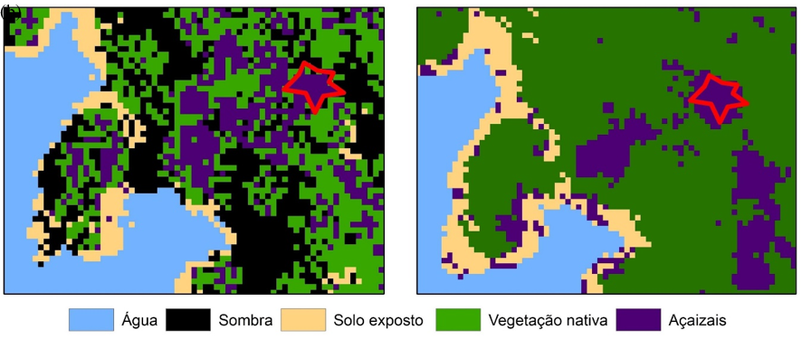 Figura 3: Classificação
não-supervisionada (a) e supervisionada (b) e as classes encontradas se
sobrepondo a área ocupada 

 pela palmeira de açaí (em vermelho).