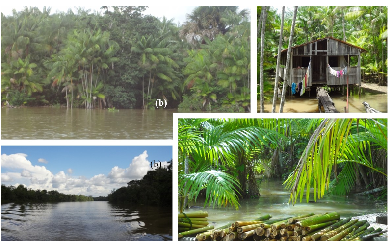 Figura
5. Comunidade do Rio Fortaleza em Ponta de Pedras, Pará: (a)
Floresta de várzea; (b) Moradia ribeirinha; (c) Percurso fluvial para a
comunidade; (d) Produção de açaí em sistemas agroflorestais
