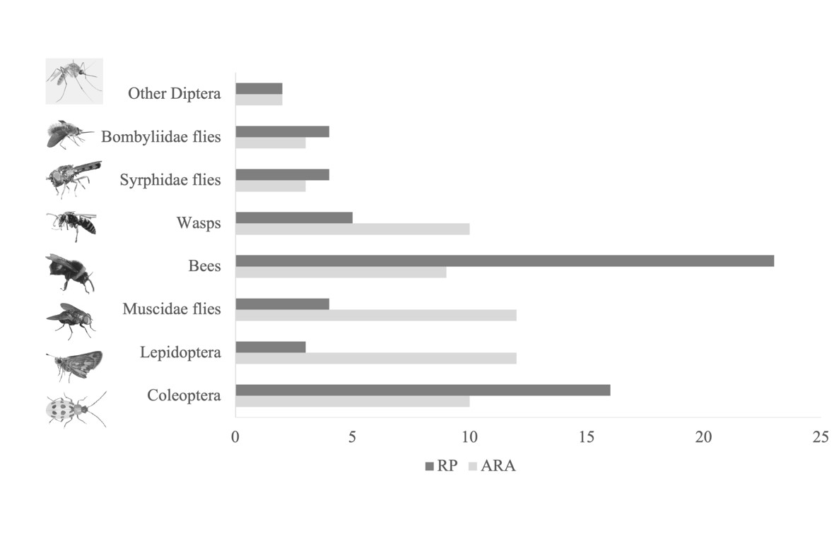 Figure 3. Richness of species of pollinators in different
groups, in the protected sites of the Rio Preto Basin (RP) and in the
unprotected sites of the Araçuai Basin (ARA).