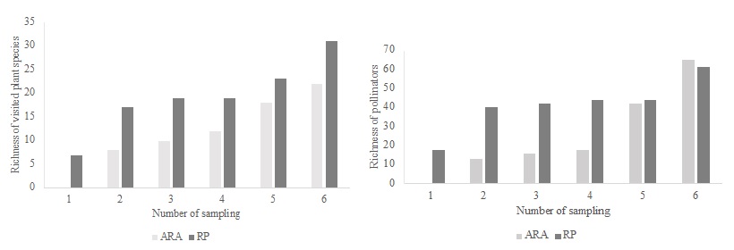 Figure 5. Cumulative number of visited plant species
and richnnes of pollinators in the protected
sites of the Rio Preto Basin (RP) and in the unprotected sites of the Araçuai Basin (ARA).