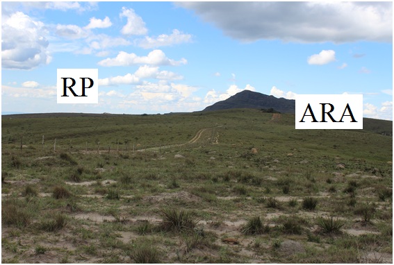 Figura 2. Vista geral das áreas de estudo, campos limpos, no
interior do Parque Estadual do Rio Preto (RP) e fora da Unidade de Conservação
na Bacia do Rio Araçuaí (ARA), na Reserva da Biosfera da Serra do Espinhaço
(RBSE).