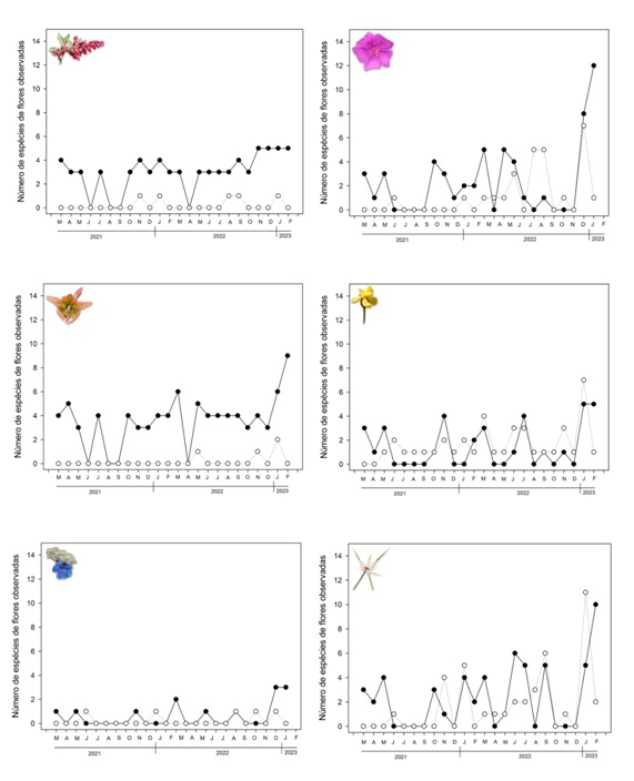 Figura 4. Número de espécies de plantas floridas, para cada cor,
nos campos limpos ao longo dos meses de observação no interior do Parque
Estadual do Rio Preto (RP – círculos cheios) e fora da Unidade de Conservação
na Bacia do Rio Araçuaí (ARA – círculos abertos), na Reserva da Biosfera da
Serra do Espinhaço (RBSE).