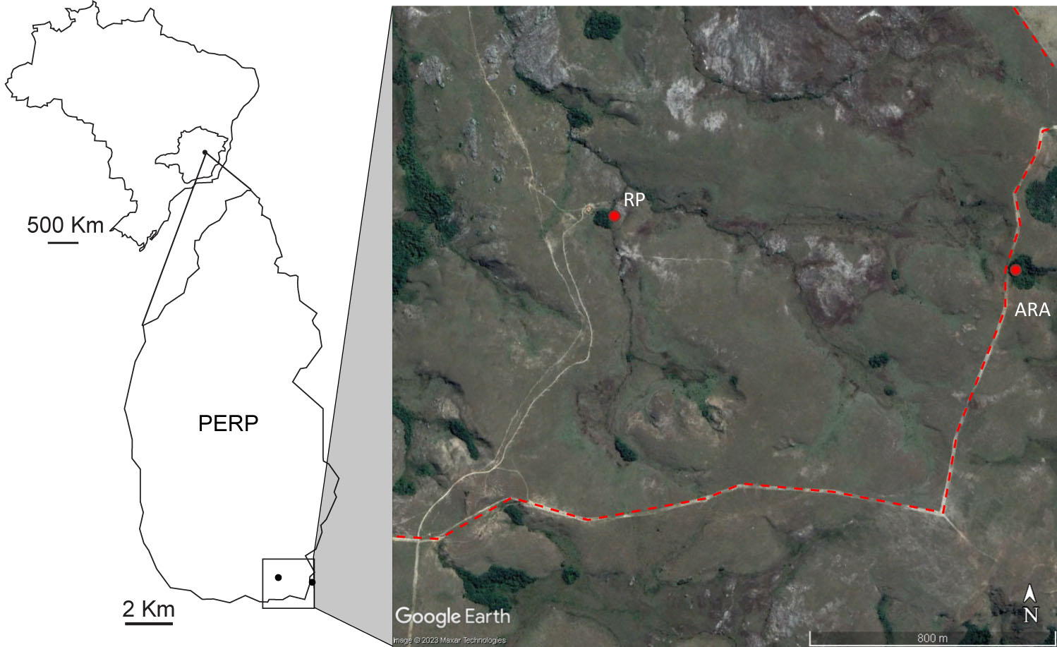 Figura 1. Localização da
área de estudo indicando os pontos de coleta (RP- dentro do Parque e ARA- fora
do Parque) de abelhas de orquídeas durante o período chuvoso (outubro de 2022 a
fevereiro de 2023) em área de turfeira de altitude no Parque Estadual do Rio Preto
(PERP), Minas Gerais. Linha tracejada em vermelho indica o limite sul e leste
do PERP.